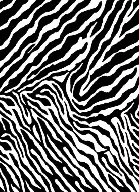 Kusursuz siyah ve beyaz zebra deseni, el çizimi vektör arka plan, zebra hayvan izi.