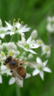 Doğanın bahçesinde renkli bir çiçeği dölleyen bir arı.