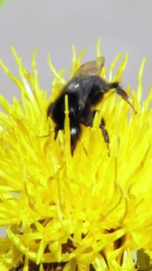 Çiçekleri tomurcuklandıran bir arının yakından görüntüsü..