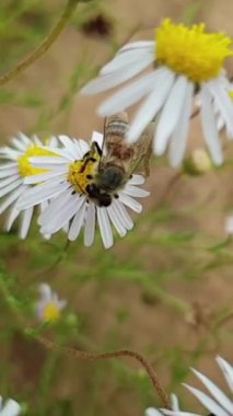 Sıcak bir yaz gününde çiçeklerden polen toplamakla meşgul bir bal arısı..