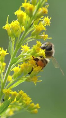 Doğadaki canlı çiçeklerden nektar toplayan bir arıya yakından bakmak..