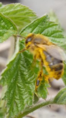Renkli bir çiçekten nektar toplayan bir arının makro görüntüleri..