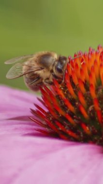 Doğada canlı bir yaz çiçeğinden polen toplayan bir arı..