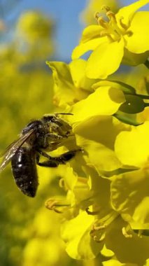 Bahçedeki parlak çiçekleri tozlaştırmak için çok çalışan bir arı..