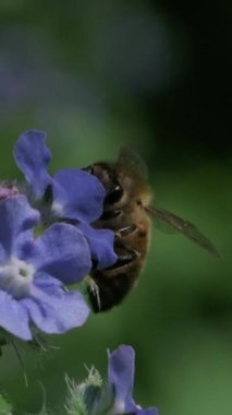 Bahçedeki çiçeklerden polen toplamakla meşgul bir arı..