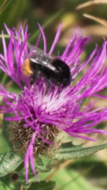 Yaz çiçeklerini tozlaştırmak için yorulmadan çalışan bir arı..