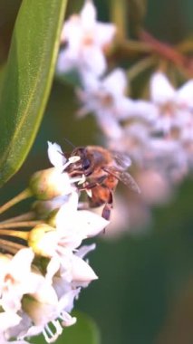 Bahçedeki bir çiçekten nektar toplayan bir arı görüntüsü..