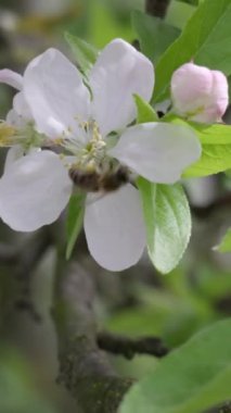 Parlak bir çiçeği ziyaret ederken polenle kaplı bir arıya yakın çekim.