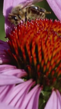 Bahçedeki parlak çiçekleri tozlaştırmak için çok çalışan bir arı..