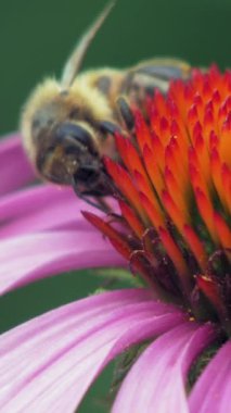 Bahçedeki çiçeklerden polen toplamakla meşgul bir arı..