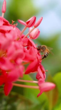 Güneşli bir bahçede renkli çiçeklerden polen toplayan bir arı..