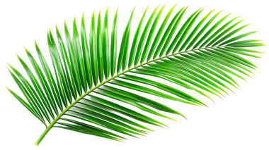 Saydam arkaplanda palmiye yaprakları izole