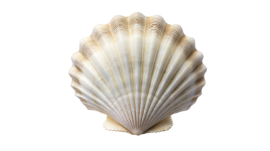 Şeffaf arkaplanda beyaz, zarif deniz aygırı deniztarağı kabuğu izole edilmiş.