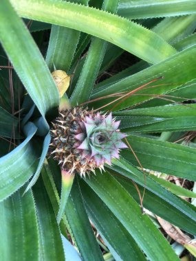 Ananas bitkisinde yetişen egzotik bir ananas..