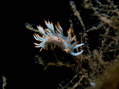 Janolus soğuk su çıplak dalıdır.