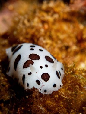 Janolus soğuk su çıplak dalıdır.