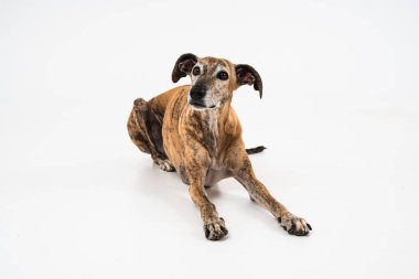 Güzel brindle köpeği beyaz bir stüdyoda poz veriyor sakin ve zarif bir duruş sergiliyor zarafet ve tetikte