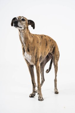 Beyaz bir stüdyonun arka planında duran zarif brindle köpeği.
