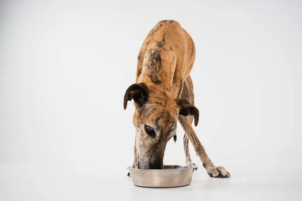 Yatay İspanyol Greyhound fotoğrafçılığı beyaz bir stüdyoda yemek yiyor.
