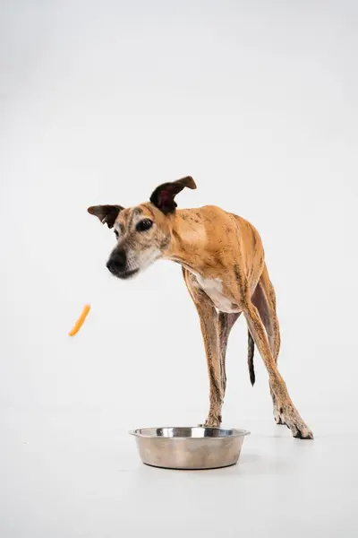 Dikey Brindle İspanyol Greyhound fotoğrafçılığı beyaz bir stüdyoda yemek yiyor.