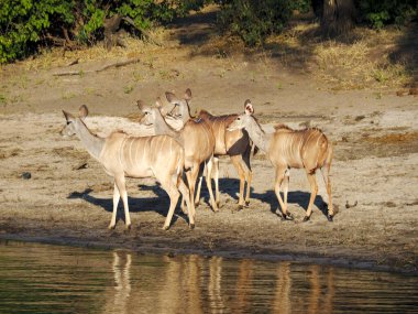 Dört görkemli antilop sakin bir su birikintisinde zarif bir şekilde duruyor..