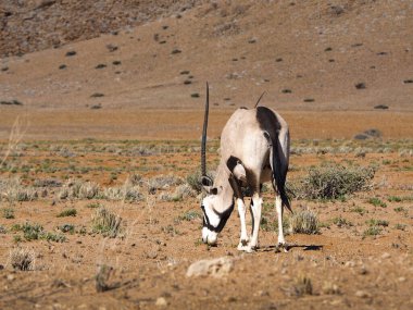 Afrika çölündeki kuru kumlu arazide otlayan tek bir antilop. Etrafı seyrek bitki örtüsü ve güzel doğal bir manzarayla çevrili.
