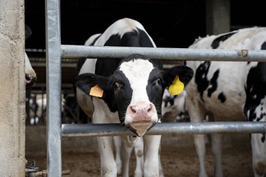 Kırsal bir çiftlik hayvancılık binasında, kulaklık takan bir kapının arkasında genç siyah beyaz bir ineğin resmi.
