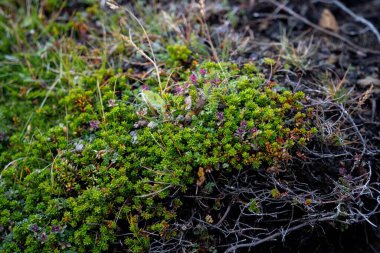 Çatlak ve pürüzlü yüzeyler arasında büyüyen küçük yeşil bitkilerle detaylı bir kayalık zemin.