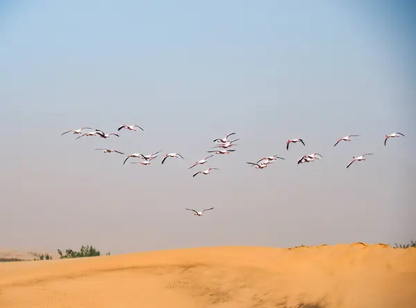 Vahşi doğada engin bir gökyüzünün altında kumlu çöl kumulları üzerinde uçan zarif bir flamingo grubu.