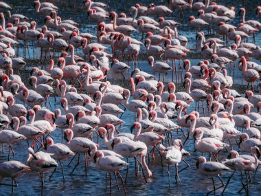 Yüzlerce zarif flamingo, sakin bir doğal ortamda sığ, mavi bir sulak alanda toplanır ve beslenir.