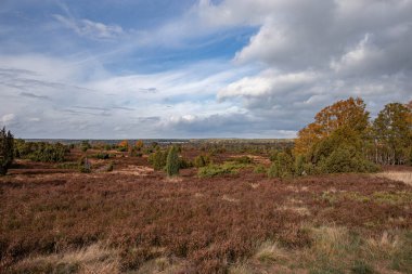 Geniş bir ağaç tarlası ve bulutlu gökyüzü olan güzel bir manzara.
