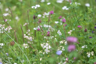 Ormanda yabani çiçekler.