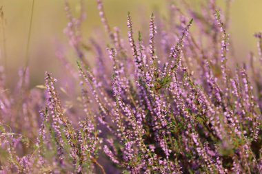 Lavanta çiçekleri manzarayı kapatır. seçici odak.