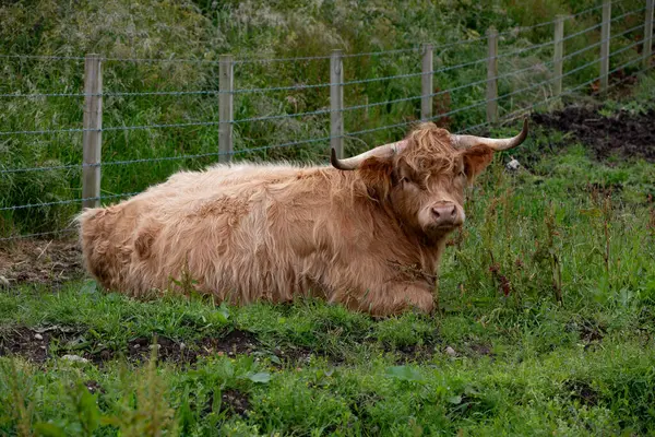 çimenlerin üzerinde kahverengi boğa