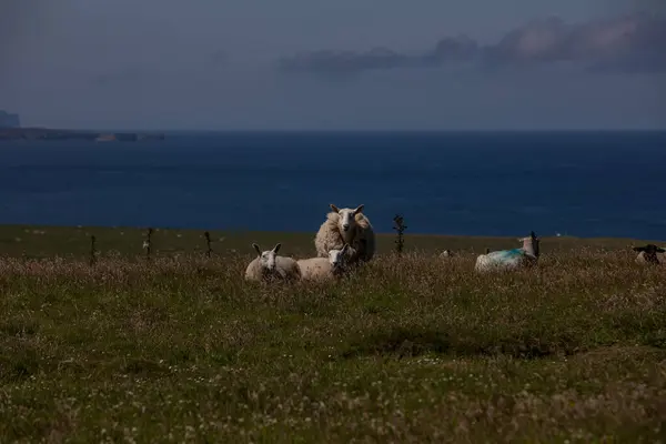 Sahilde koyunlar ve kuzular