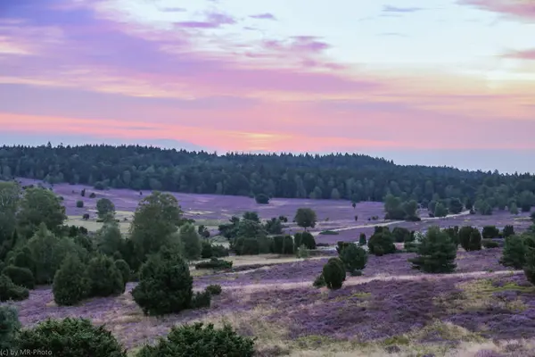 Arka planda bir ağaç olan güzel bir gün batımı