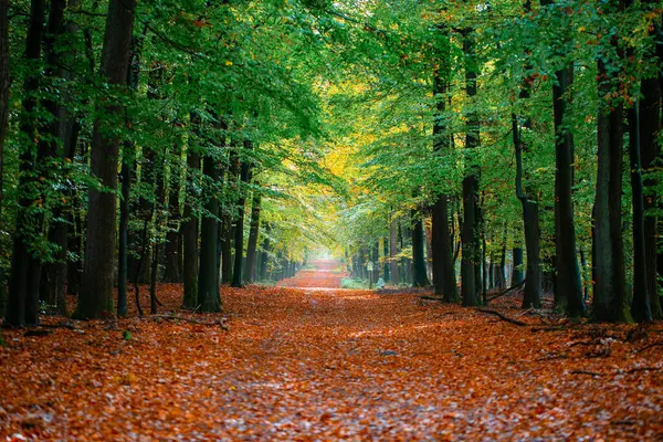 Ağaçlar ve yapraklarla dolu renkli sonbahar ormanı.