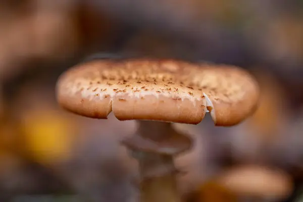 Ormandaki mantar. Kapatın.