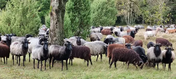 Çayırdaki keçi sürüsü