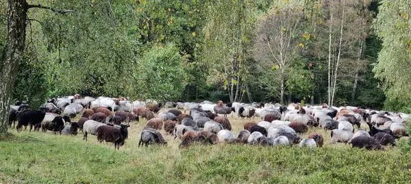 Ormanda bir grup keçi