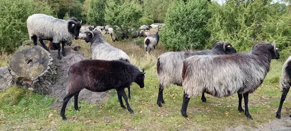 Bir grup koyun tarlada otluyor.