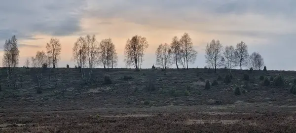 Dağları ve ağaçları olan güzel bir manzara.