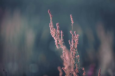 Güzel botanik fotoğrafı, doğal duvar kağıdı.