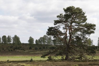 Ormandaki çam ağacı