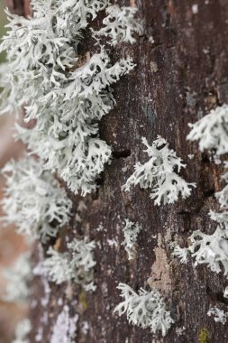 Ormandaki bir ağaç kabuğuna yakın.