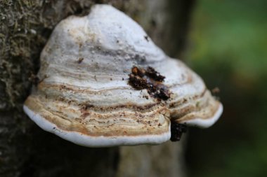 Beyaz mantar büyüyen bir ağaç kütüğü