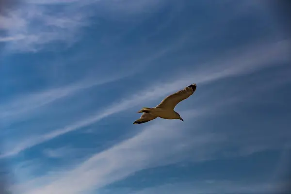 Mavi gökyüzünde beyaz bulutlarla uçan martılar.