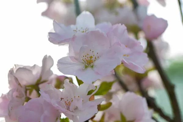 Bahçedeki çiçek açan kiraz ağacının yanına.