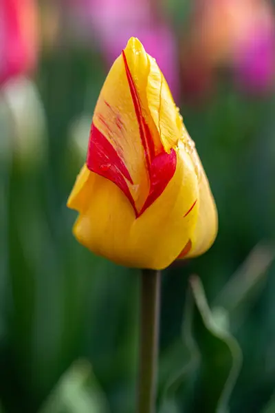 Lale çiçeği, bahar çiçeği.