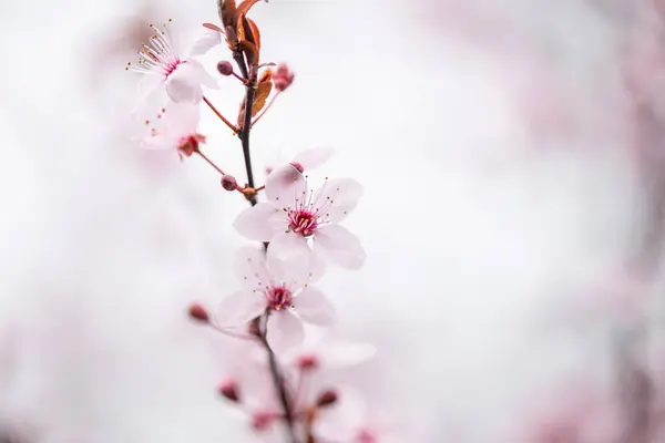 Bahçedeki ağaçta güzel bahar çiçekleri